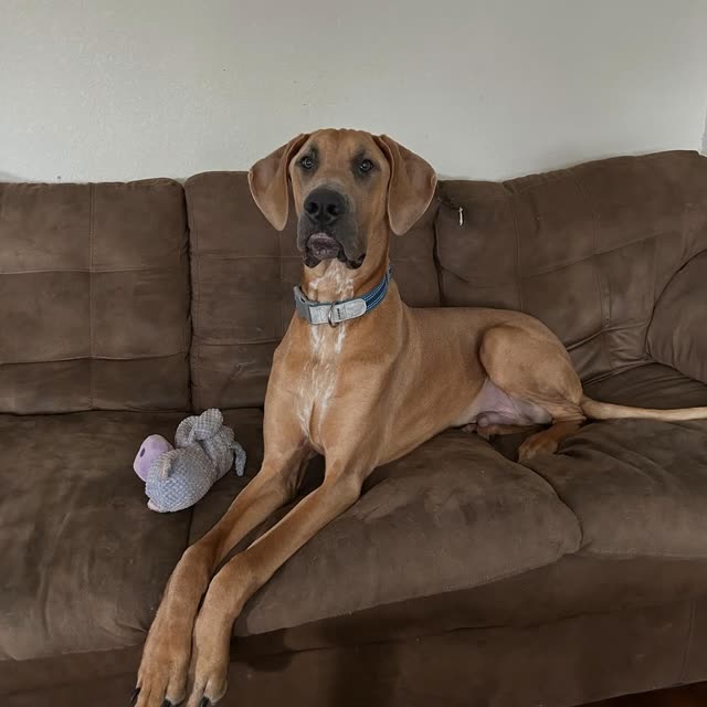 Her dog stretched out on the couch