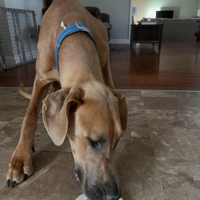 Her dog eating a birthday cake from a plate
